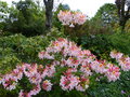vignette Rhododendron Delicatissimum trs parfum au 20 05 16