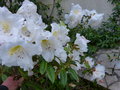 vignette Rhododendron fragantissimum  aux grandes fleurs parfumes au 30 04 16