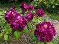 vignette Rhododendron Frank Gallsworthy gros plan au 16 05 16