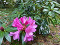 vignette Rhododendron Graziella au 16 05 16