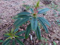 vignette Rhododendron Huianum en pleine pousse au 16 05 16