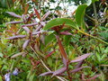 vignette Rhododendron lutescens bien color 30 05 16