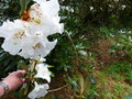 vignette Rhododendron maddenii ssp crassum agrablement parfum au 30 05 16