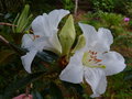 vignette Rhododendron maddenii ssp crassum agrablement parfum gros plan au 25 05 16