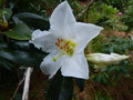 vignette Rhododendron maddenii ssp crassum agrablement parfum autre gros plan au 24 05 16