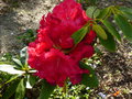 vignette Rhododendron Marketaa's prize autre vue au 05 04 16