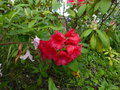 vignette Rhododendron Melville au 30 05 16