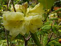 vignette Rhododendron Mindy's love autre gros plan au 24 05 16