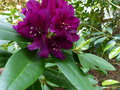 vignette Rhododendron Polar nacht trs color au 24 05 16