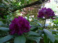 vignette Rhododendron Polar nacht trs color au 25 05 16