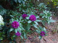 vignette Rhododendron Polar nacht trs color au 28 05 16