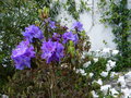 vignette Rhododendrons Saint tudy et fragantissimum au 03 05 16