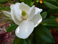 vignette Magnolia grandiflora Exmouth premires fleurs au 28 05 16