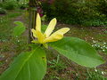 vignette Magnolia Daphne gros plan autre vue au 07 05 16