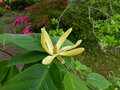 vignette Magnolia Daphne gros plan au 16 05 16