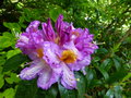 vignette Azaleodendron sunrise valley bien parfum au 23 05 16