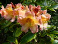 vignette Rhododendron Amber touch au 31 05 16
