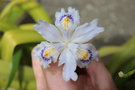 vignette Iris japonica