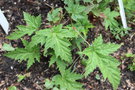 vignette Rubus palmatus var. coptophyllus