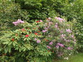 vignette Rhododendrons (massif)