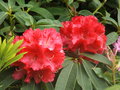 vignette Rhododendron 'Markeeta's prize'