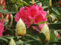 vignette Rhododendron 'Anna Rose withney'