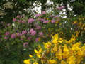 vignette Gent et rhododendron ponticum