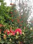 vignette Rhododendron 'Anna Rose withney' et Embothrium coccineum