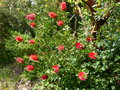 vignette Callistemon citrinus splendens aux magnifiques grandes fleurs au 31 05 16