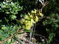 vignette Callistemon pachyphyllus green au 12 04 16
