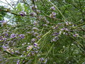 vignette Carmichaelia arenaria gros plan très parfumé au 12 05 16