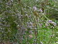 vignette Carmichaelia arenaria très parfumé gros plan au 13 05 16