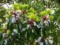 vignette Daphniphyllum macropodum fleurs et nouvelles pousses au 26 04 16