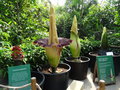 vignette Amorphophallus titanum - Arum titan