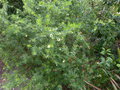vignette Grevillea gracilis alba toujours aussi imposant et fleuri au 22 04 16