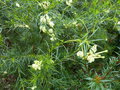 vignette Grevillea gracilis alba toujours aussi imposant et fleuri gros plan au 22 04 16