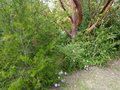 vignette Grevillea juniperina, osteospermum, Melaleuca incana et Arbutus andrachne au 20 05 16