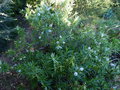 vignette Hebe salicifolia au 27 06 15