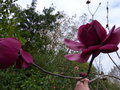 vignette Magnolia Black Tulip autre vue au 11 03 16