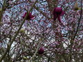 vignette Magnolia Black Tulip sur un fond de Prunus pissardii au 11 03 16