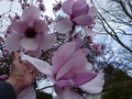 vignette Magnolia Iolanthe gros plan des fleurs au 27 03 16