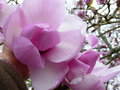 vignette Magnolia Iolanthe aux trs grosses fleurs au 25 03 16