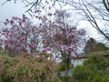 vignette Magnolia Iolanthe majestueux au 25 03 16