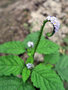 vignette Boraginaceae - Herbe papillon - Heliotropium indicum