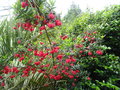 vignette Crinodendron hookerianum = Tricuspidaria lanceolata  Arbre aux lanternes
