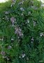 vignette Dryopteris affinis 'Crispa Cristata Angustata