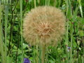 vignette Tragopogon porrifolius - Salsifis cultiv