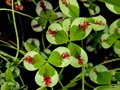 vignette Trifolium repens 'Green Ice'