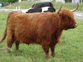 vignette Highland Cattle , vache cossaise des Highlands
