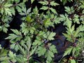vignette Artemisia Lactiflora 'Guizhou'